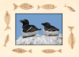 Razorbill