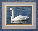 Whooper Swan