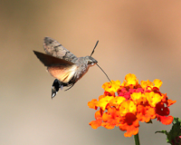 Hummingbird Hawk Moth