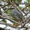 GBH01