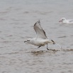IMG_0486-2