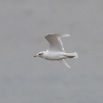IMG_0544