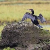 IMG_0534