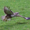 IMG_0577-2