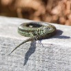 IMG_0656