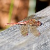 IMG_0660