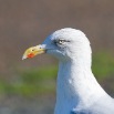 IMG_0672