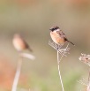 IMG_0930-2