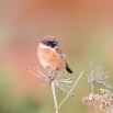 IMG_0939-2