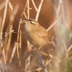 IMG_0979-2