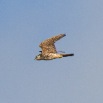 IMG_1093