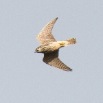IMG_1124