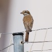 IMG_0020