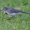 IMG_1229