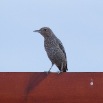 IMG_1980