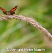 IMG_0586