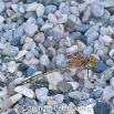IMG_1375