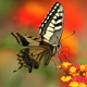 Butterflies and Moths