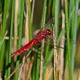 Dragonflies