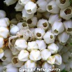 CRS01