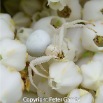 CRS03