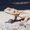IMG_1631