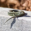 IMG_0656