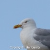 IMG_9357