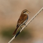 Rhodes Birds