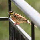 Kefalonia Birds