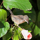 Menorca Birds