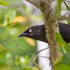 Antigua Birds