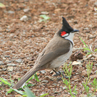 Mauritius Birds