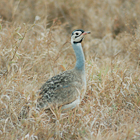 Kenya Birds