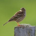 Cornwall 2012