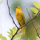 Antigua Birds