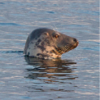 shetland2014-126.jpg