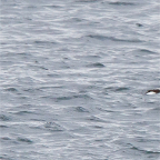 shetland2014-241.jpg