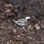 Pied Wagtail - Alba - Bolsterstone